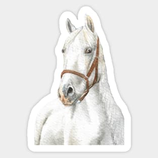 white horse watercolor portrait 2 Sticker
